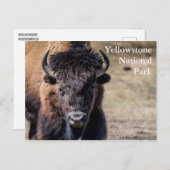 ビソンアットイエローストーン国立公園 ポストカード (正面/裏面)