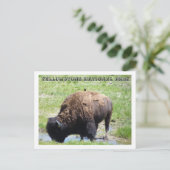 ビソンアットイエローストーン ポストカード (スタンド正面)
