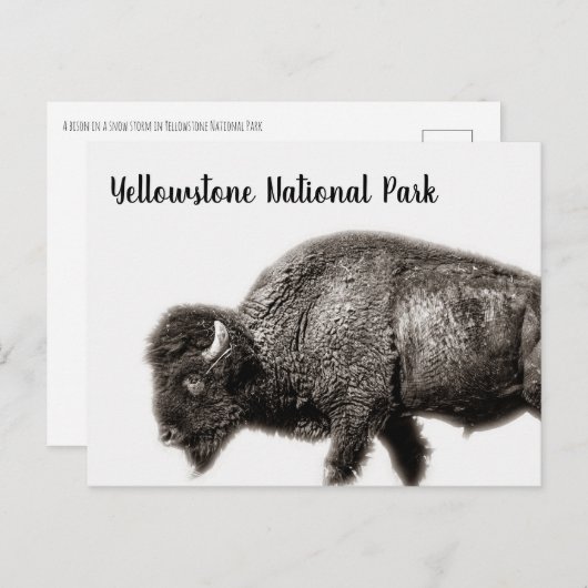 ビソンイエローストーン国立公園 ポストカード (正面/裏面)