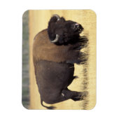 ビソンブルイエローストーンナショナル マグネット (縦)