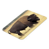 ビソンブルイエローストーンナショナル マグネット (左側)