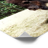 ビソン ポスター (角)