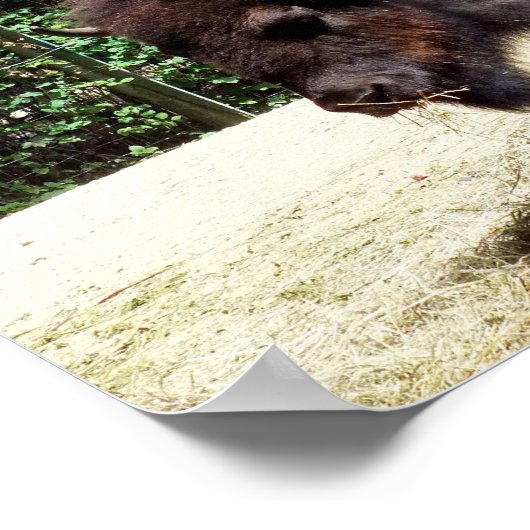 ビソン ポスター (角)