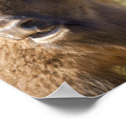 ビソン ポスター (角)