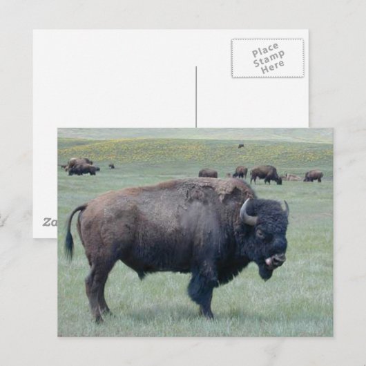 ビソン ポストカード (正面/裏面)