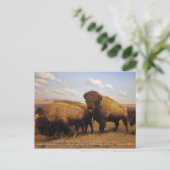 ビソン ポストカード (スタンド正面)