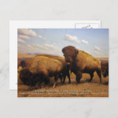 ビソン ポストカード (正面/裏面)