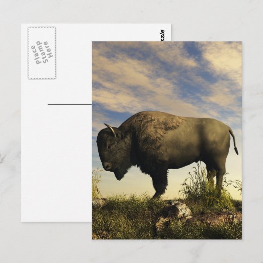 ビソン ポストカード (正面/裏面)