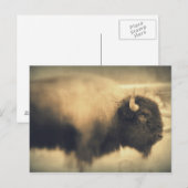 ビソン ポストカード (正面/裏面)