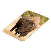 ビソン マグネット (左側)