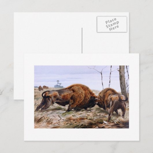 ビゾン ポストカード (正面/裏面)