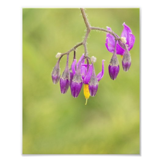 ビタースイートナイトシェードワイルドフラワープリント フォトプリント            (正面)