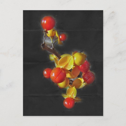 ビタースイートベリー – 秋美しい ポストカード (正面)
