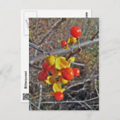 ビタースウィートつる植物ベリーのアイテム ポストカード (正面/裏面)