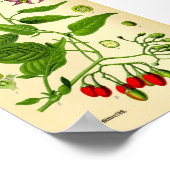 ビタースウィートナイトシェード(ソラヌム・ダルカマラ) ポスター (角)