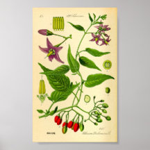 ビタースウィートナイトシェード（ソラヌム・ダルカマラ）