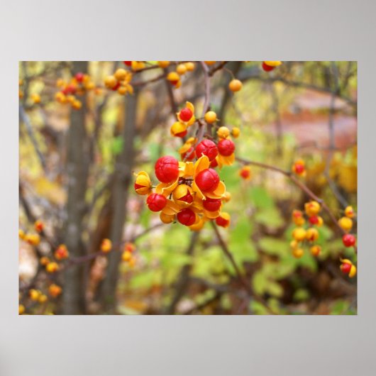 ビタースウィートベリー ポスター (正面)