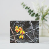 ビタースウィートベリー ポストカード (スタンド正面)