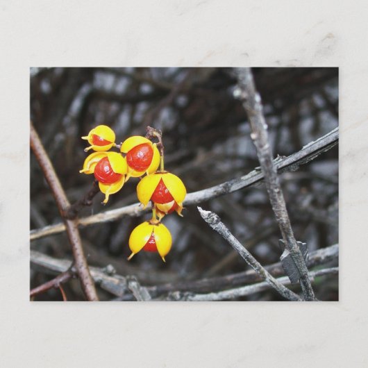 ビタースウィートベリー ポストカード (正面)