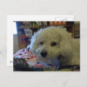 ビチョン・フリーズ犬 ポストカード (正面/裏面)