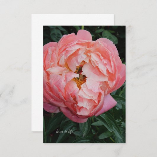 ビッグはっきりしたピンク牡丹 ノートカード (正面/裏面)