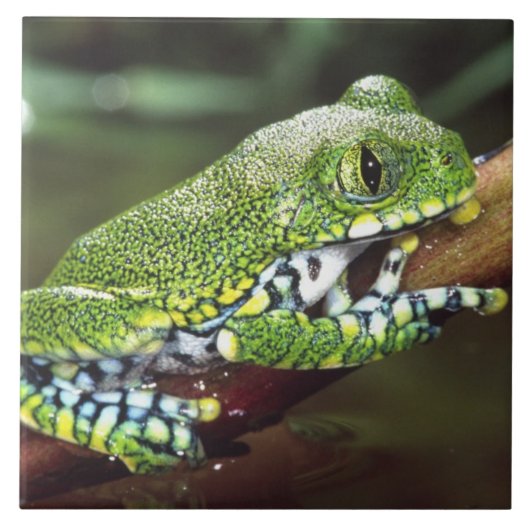 ビッグアイカエル Leptopelis vermiculatus タイル (正面)