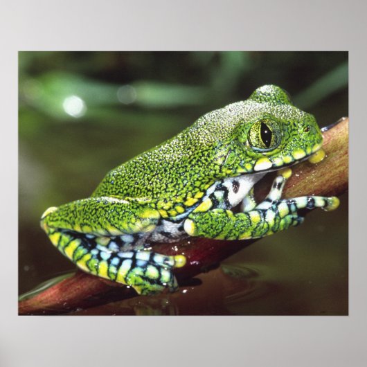 ビッグアイカエル Leptopelis vermiculatus ポスター (正面)