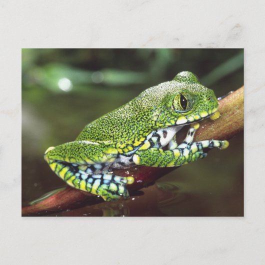 ビッグアイカエル Leptopelis vermiculatus ポストカード (正面)
