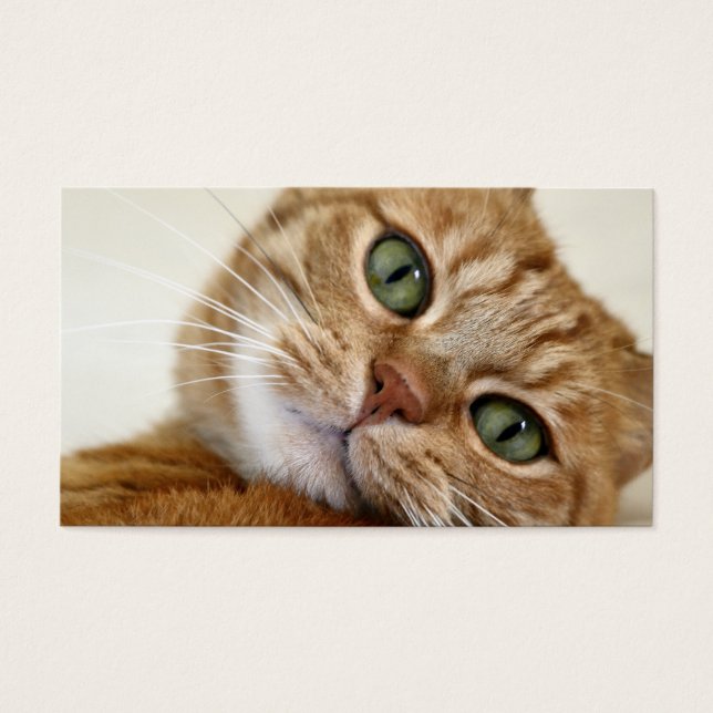 ビッグオレンジ子猫 (正面)