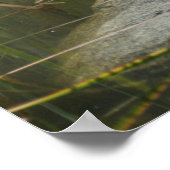 ビッグオールドブルカエル池自然 ポスター (角)