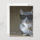 ビッグショットチンチラ ポストカード (正面/裏面)