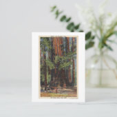 ビッグツリーズパークの「母」、「娘」 ポストカード (スタンド正面)