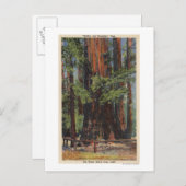 ビッグツリーズパークの「母」、「娘」 ポストカード (正面/裏面)