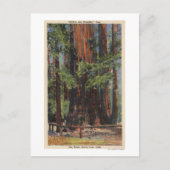 ビッグツリーズパークの「母」、「娘」 ポストカード (正面)