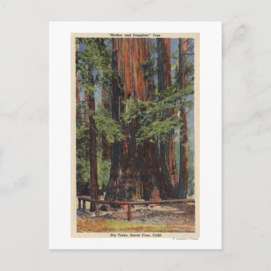 ビッグツリーズパークの「母」、「娘」 ポストカード (正面)