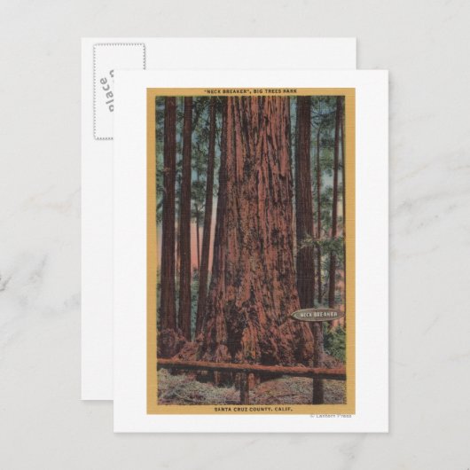 ビッグツリー州パーク、CA – ネックブレーカーツリー ポストカード (正面/裏面)