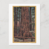 ビッグツリー州パーク、CA – ネックブレーカーツリー ポストカード (正面)