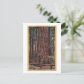 ビッグツリー州パーク、CA – ネックブレーカーツリー ポストカード (スタンド正面)