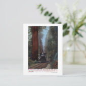 ビッグツリー鉄道駅 ポストカード (スタンド正面)