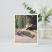 ビッグツリー，カリフォルニア，ワゴン，入植者，ヴィンテージ ポストカード (スタンド正面)