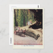 ビッグツリー，カリフォルニア，ワゴン，入植者，ヴィンテージ ポストカード (正面/裏面)