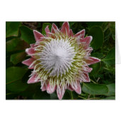 ビッグピンクとホワイトフラワーの自然写真 (正面横)