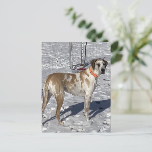 ビッグファウネクイングレートダーンドッグサドアイズピエロ顔 シーズンポストカード (スタンド正面)