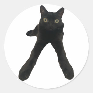 ビッグフットジンクス 猫 ラウンドシール