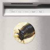 ビッグブラックスラッグ マグネット (インサイチュ (食洗機))