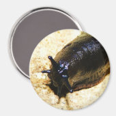 ビッグブラックスラッグ マグネット (正面/裏面)