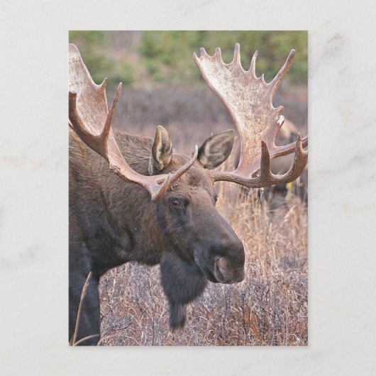 ビッグブルムース ポストカード (正面)