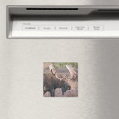 ビッグブルムース マグネット (インサイチュ (食洗機))