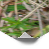 ビッグブルールイジアナアイリス ポスター (角)