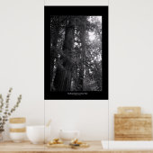 ビッグベイスンレッドウッズ州パーク ポスター (キッチン)